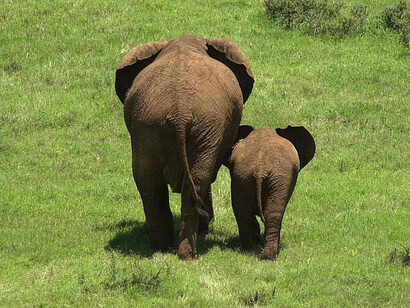 Un piccolo elefante con la mamma