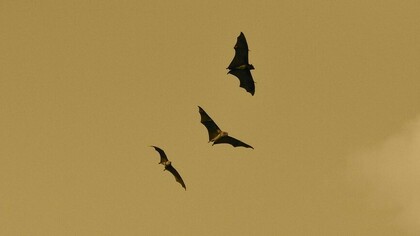Pipistrelli in volo