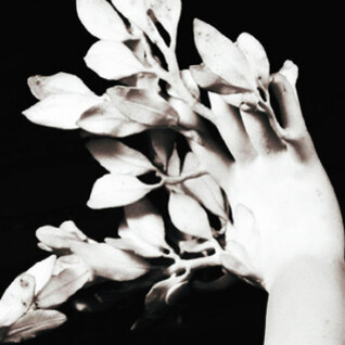 Gian Lorenzo Bernini, Apollo e Dafne, particolare