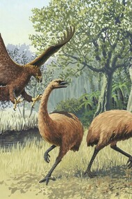 Un'aquila gigante attacca due Genyornis newtoni