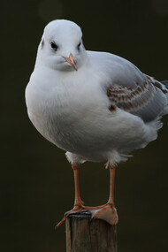 Black-headed Gull first winter © Gehan de Silva Wijeyeratne