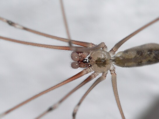 Ragno ballerino (Pholcus phalangioides) è uno dei ragni più diffusi in Italia, innocuo per gli umani, predatore feroce per piccoli insetti
