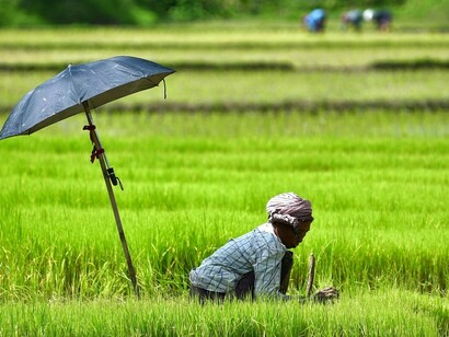 A farmer plants seedlings at a paddy field on the outskirts of Agartala the capital city of India's northeastern state of Tripura