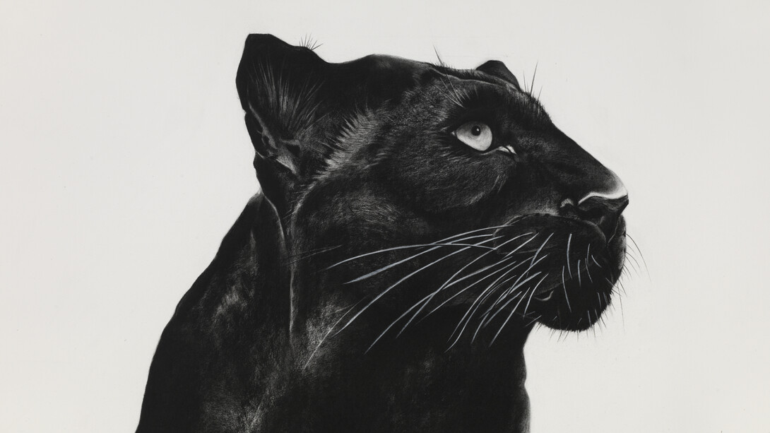 Black Panther Looking Away, charcoal on paper, 100x 64cm 