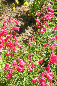 Giardino del Castello di Crathes, Scozia - Fiori di fucsia - Foto di Simonetta Sandri