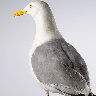 Birds & Indigenous Animals. Courtesy of Museum für Naturkunde