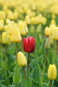 The courage to become: embrace your authentic self and cultivate what only you can provide