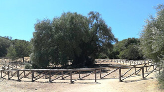 Il Patriarca della Natura, uno degli olivi più antichi d’Italia