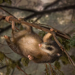 Cretaceous Alberta. Courtesy of Royal Tyrrell Museum