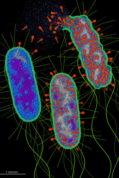 Un bactériophage (rouge) injecte son ADN (blanc) dans une cellule d'Escherichia coli, la détruit et produit de nouveaux bactériophages. Des structures atomiques du bactériophage T4 sont disponibles dans les archives PDB, 18 août 2023. Par David Goodsell