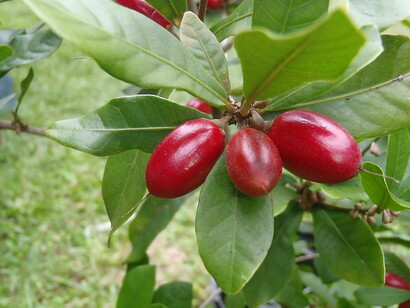 Miraclefruit è stato scoperto dagli occidentali intorno alla metà del 1700
