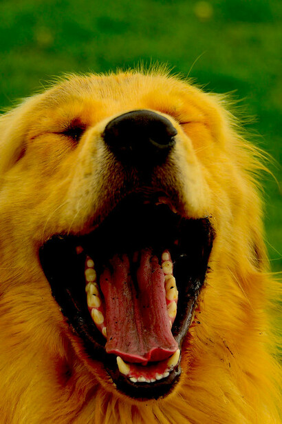 ¡Me parto contigo, colega!