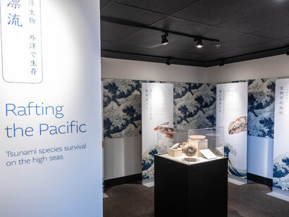 The Pocket Gallery. Courtesy of Royal BC Museum