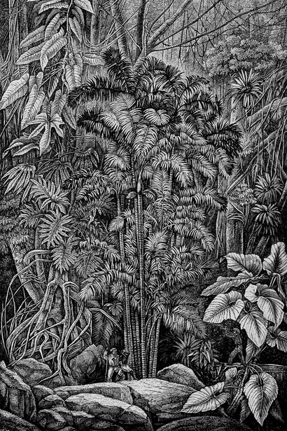 Palmas Macanilla, «Astrocaryum jauari, Arecaceae». «Sloanea caribea». Dibujo de Karl Ferdinand Appun