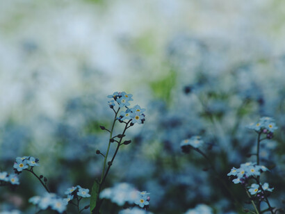 E’dè ormai l’è andê/e a n’ò incòra fnì/d’s-ciarê i pèn d’aìr