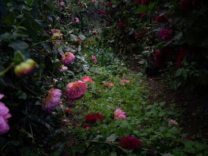 Dahlias, Pink And Burgundy (detail), 2020, Archival pigment print, 16 x 24 inches (framed dimensions: 17.5 x 25.5 x 2 inches). Courtesy of Winston Wächter Fine Art Seattle
