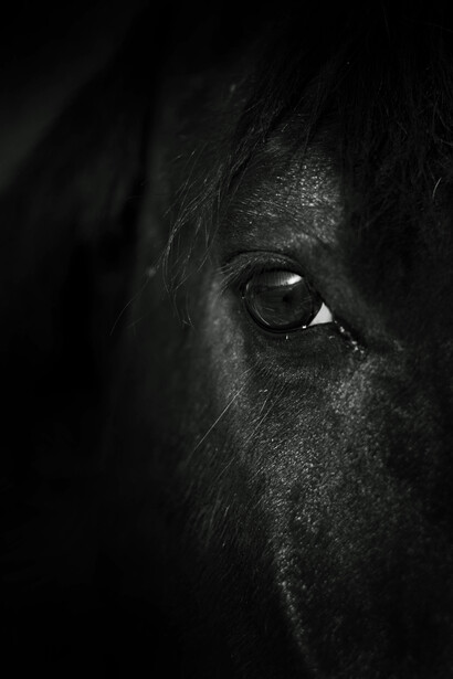 Cavallo nero. Risvegliare la coscienza: l'importanza dell'osservazione di sé nella pratica del cambiamento interiore