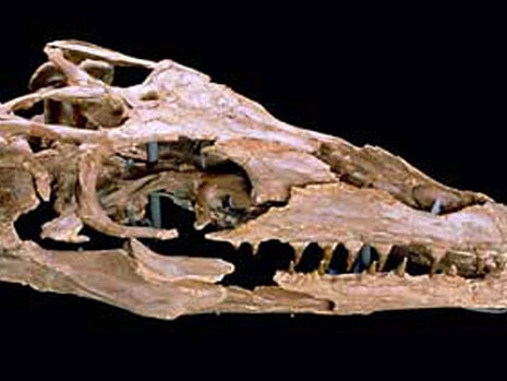 Palaeontology collections. Courtesy of Natural History Museum 