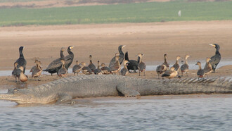 Wildlife on the River Sutlej