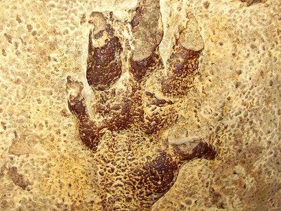 Tracce fossili di Cheirotherium