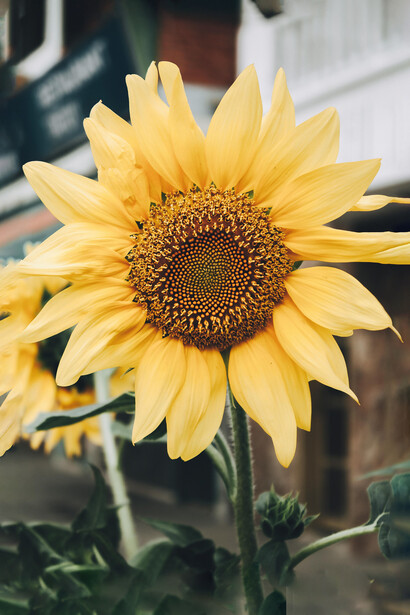 Cada avance, por pequeño que sea, es una semilla que se abre al sol de la experiencia