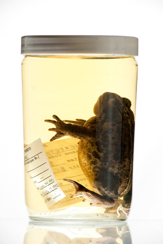 Herpetology. Courtesy of Royal BC Museum 