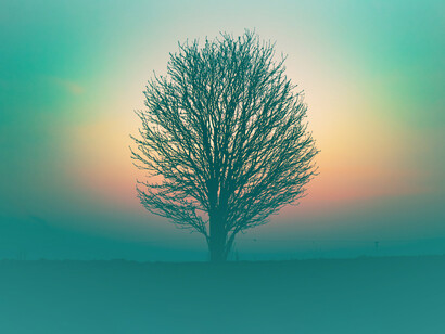 Árbol solitario en medio de una planicie