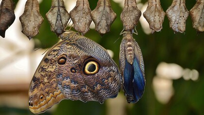 Caterpillars change into a cocoon and out comes a beautiful butterfly