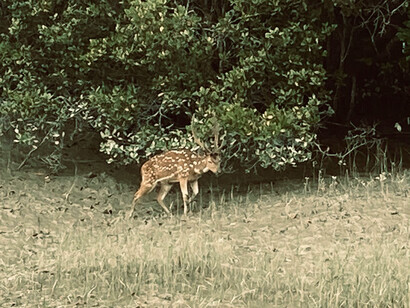 Le cerf axis, habitant prudent, entend le murmure du tigre dans la jungle, près des rives du fleuve Gange, en Inde