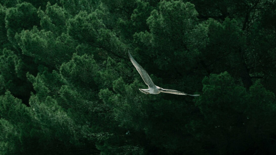 A bird soaring across the forest, representing the peaceful coexistence shared by every living creature