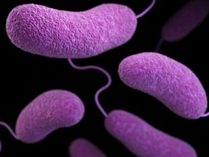 Modelo 3D de bacterias Gram-negativas pertenecientes al género Vibrio
