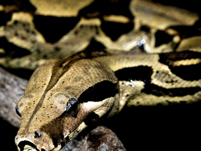 Ele disse serpentes, não cobras