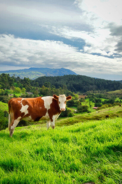 Mucca al pascolo. Produzione di carne sostenibile: come la carne coltivata sta cambiando il modo in cui mangiamo