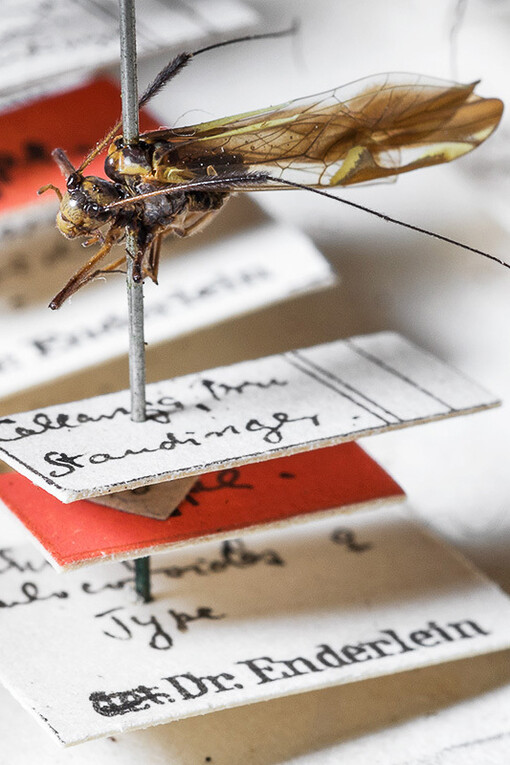 Hemimetabola. Courtesy of Museum für Naturkunde