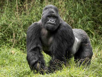 Gorila de montaña con espalda plateada (Gorilla beringei beringei)