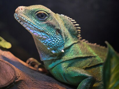 L’iguana delle Piccole Antille (Iguana delicatissima) è una specie di sauro della famiglia degli Iguanidi