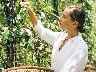 Woman in white picking corns straight from the plant
