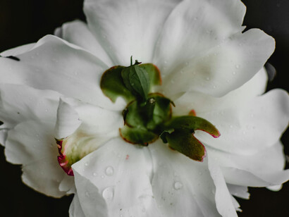 A close up of a white flower in full bloom