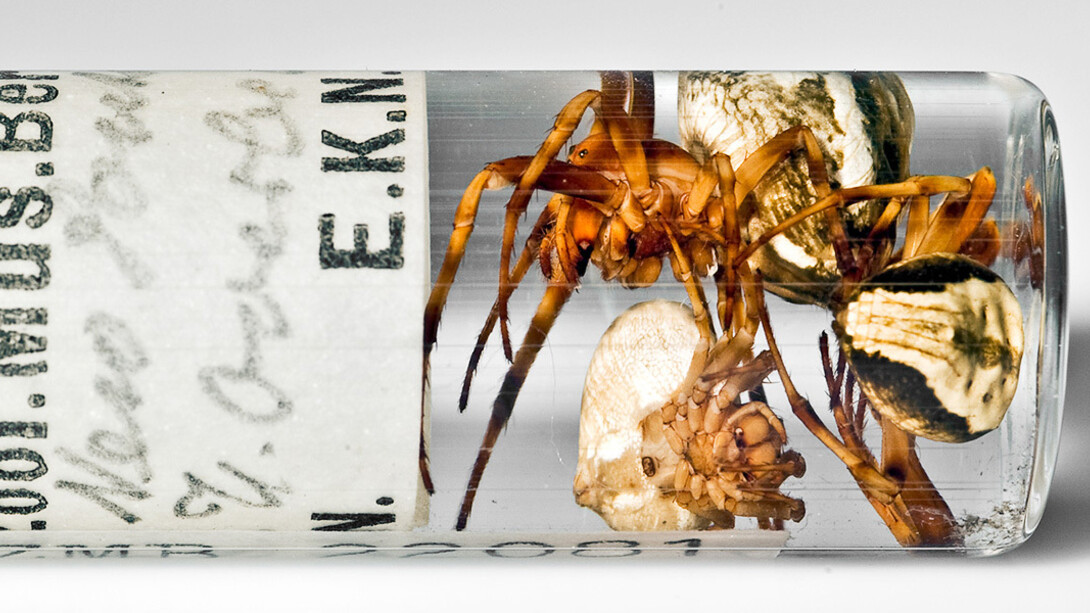Spiders and Myriapods. Courtesy of Museum für Naturkunde