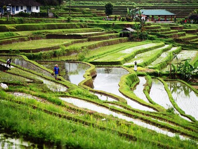 Il profondo cuore verde di Sulawesi
