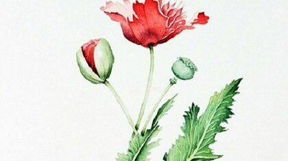 "Papaver Somniferum", acquerello