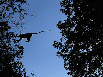 Hanuman langur raggiunge l'altro ramo dell'albero, India