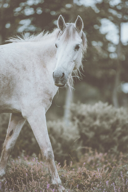 Cavallo bianco. L'importanza della presenza interiore nell'era dell'ipnosi sociale