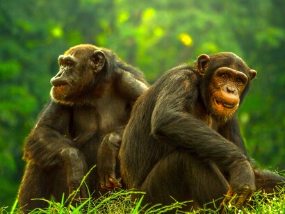 Chimpancés