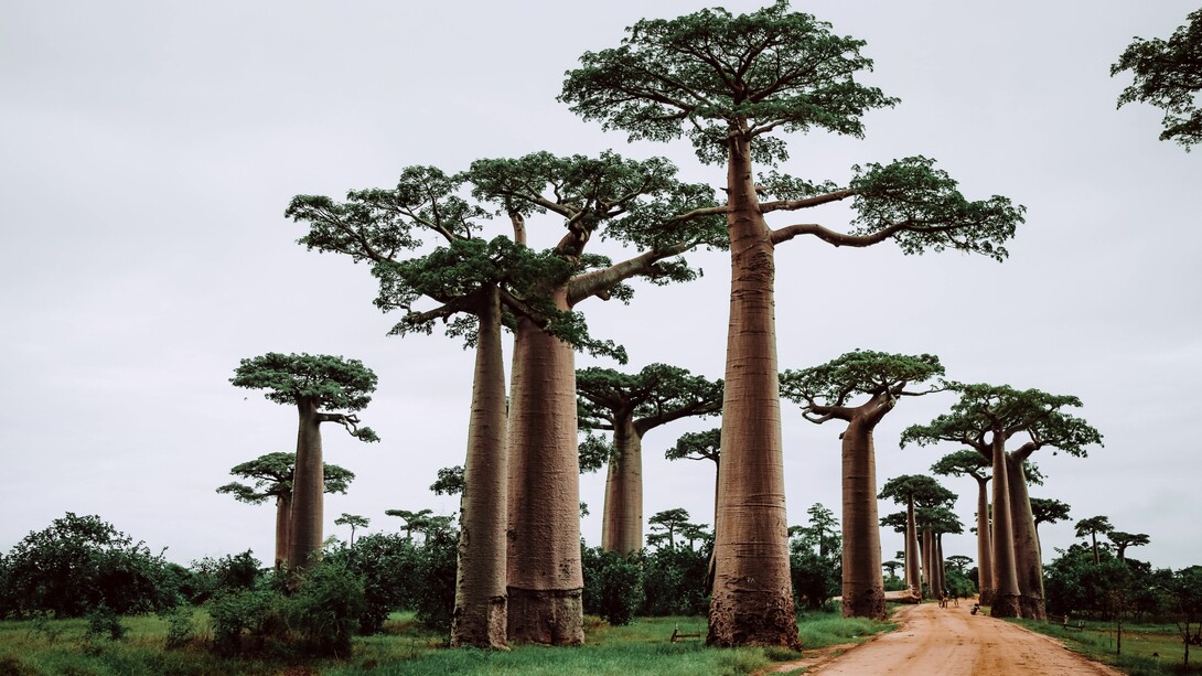 Madagascar y buena parte de África están entre los ecosistemas en mayor riesgo