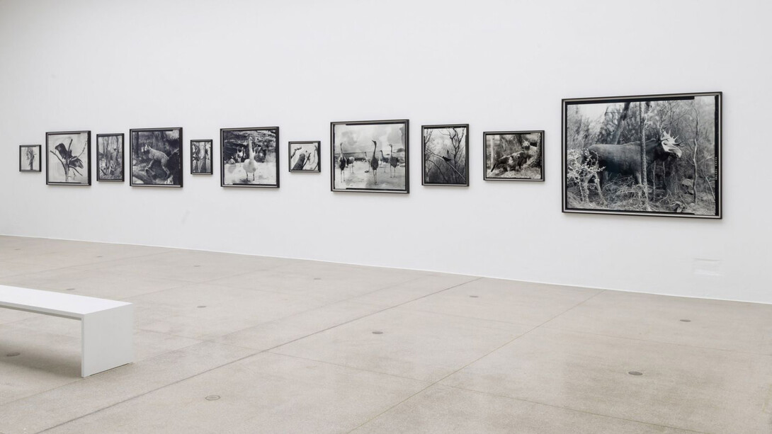 Gerard Byrne. Beasts, installation view. Courtesy of Kerlin Gallery