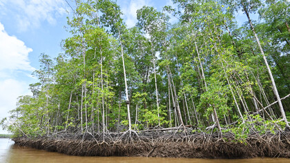 Mangroves of Terraba Sierpe National Wetlands Reserve, Costa Rica @ Ashish Kothari