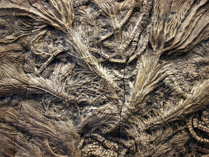Fossili di crinoidi del Giurassico