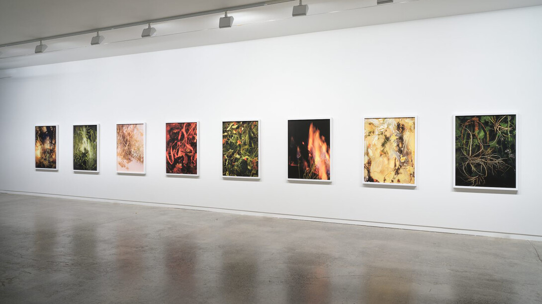 Ann Shelton, i am an old phenomenon, exhibition view. Courtesy of Two Rooms