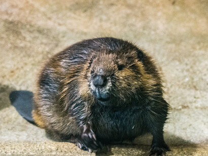 Castor. Courtesy of Science Nord